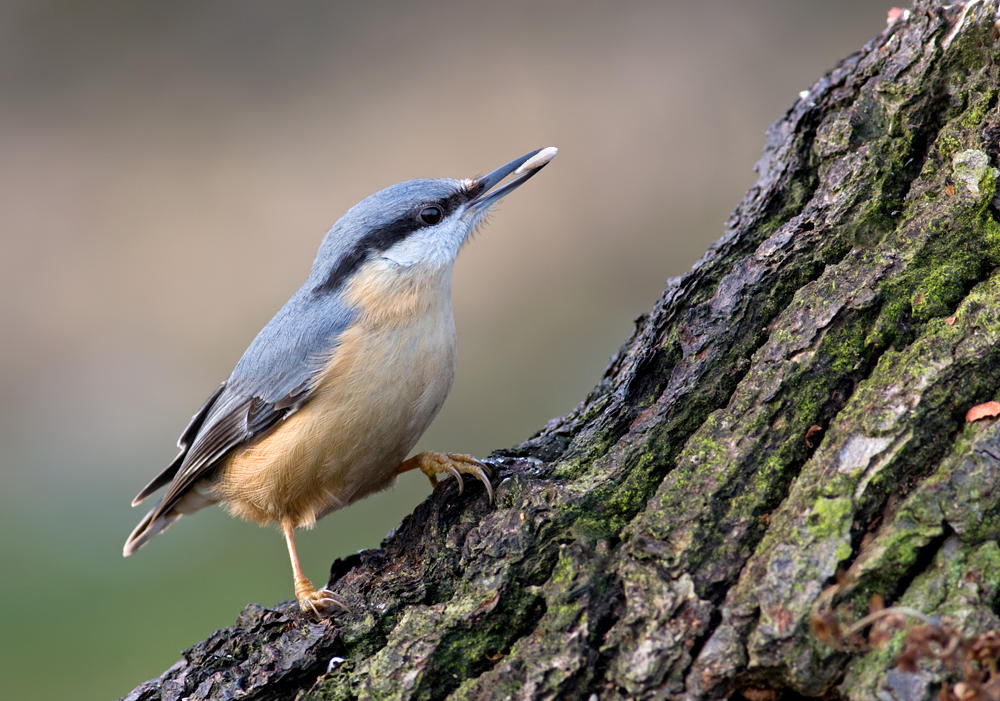 Nuthatch 4 